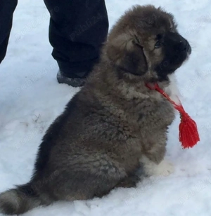 Ciobănesc Caucazian 