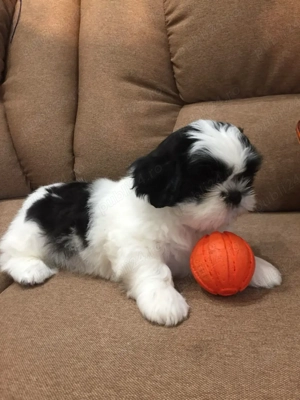 Shih Tzu puiuti  - imagine 3