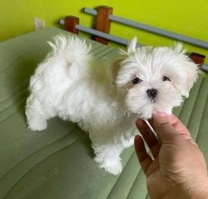 Bichon Maltez mini toy  - imagine 2