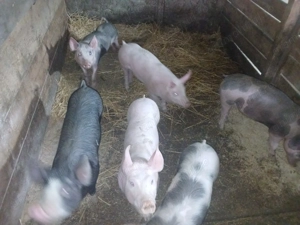 Vand purcelusi rasa landras-pietran - imagine 3