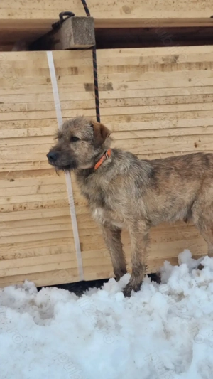 Caine de vanatoare airedale terrier - imagine 4