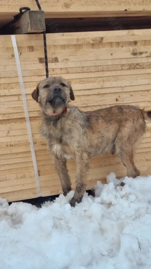 Caine de vanatoare airedale terrier - imagine 2