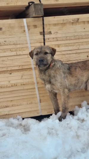 Caine de vanatoare airedale terrier - imagine 3