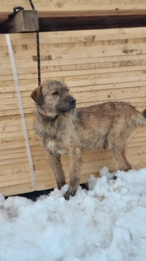 Caine de vanatoare airedale terrier - imagine 5