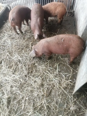 Purcei disponibili  - imagine 5