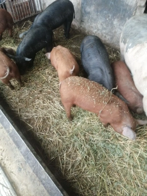 Purcei disponibili  - imagine 4