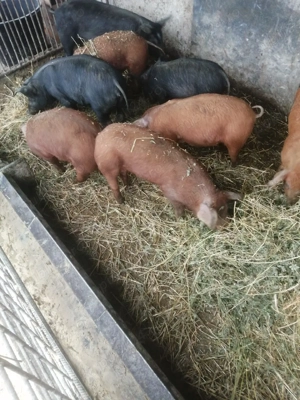 Purcei disponibili  - imagine 2