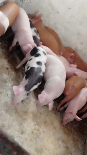 Purcei de 12 săptămâni 