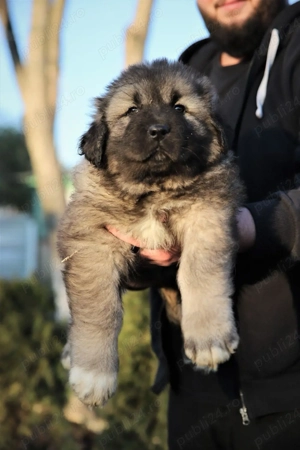 Ciobănesc caucazian 