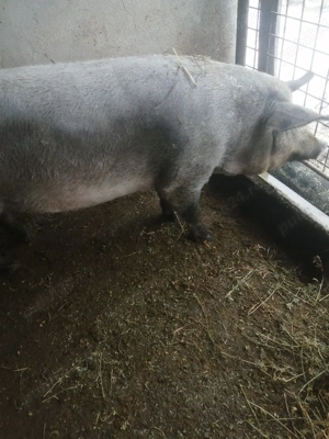 Scroafa disponibila  - imagine 3