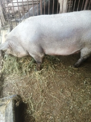 Scroafa disponibila  - imagine 4