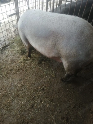 Scroafa disponibila  - imagine 2