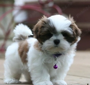 Shih Tzu de vânzare 