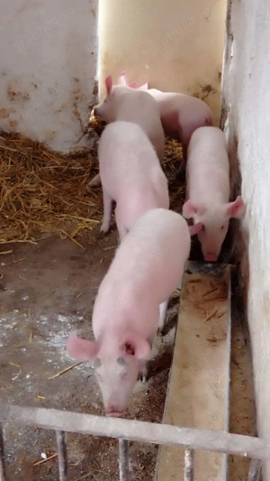 Purcei de 13 săptămâni 