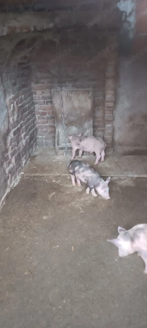 vand pureci - imagine 3