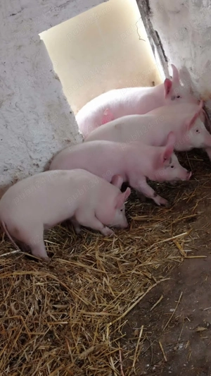 Purcei de 13 săptămâni  - imagine 3