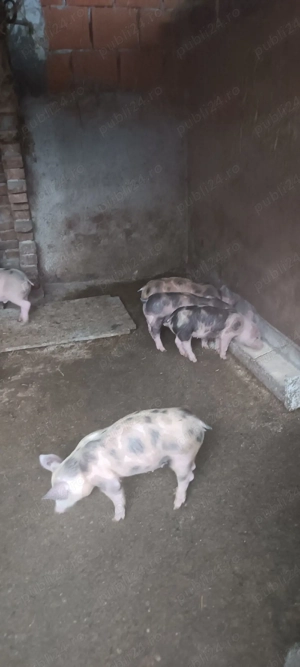 vand pureci - imagine 2