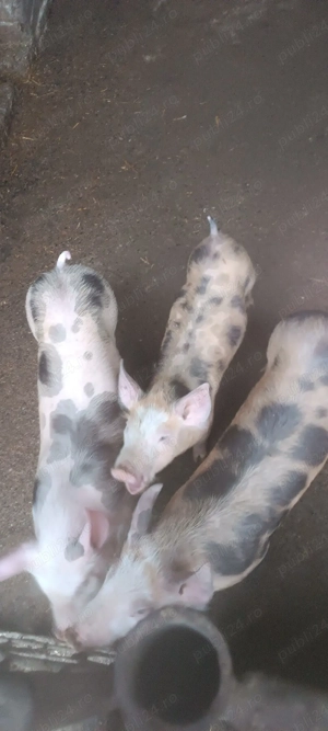 vand pureci - imagine 4