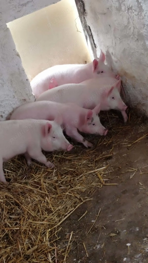 Purcei de 13 săptămâni  - imagine 2