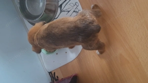 Donez catelus talie mica - imagine 3