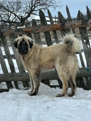 De vânzare  - imagine 2