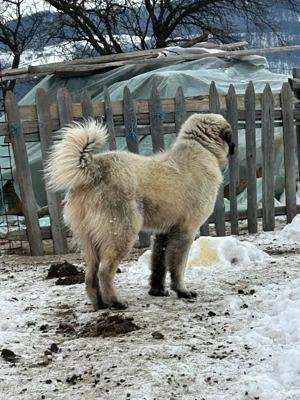 De vânzare  - imagine 3