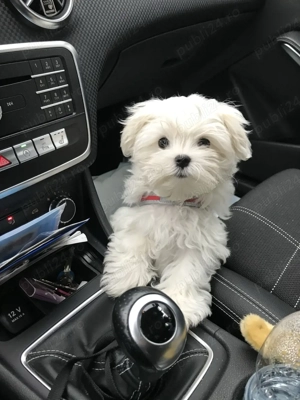 Bichon Maltez Fetițe si Baieței 