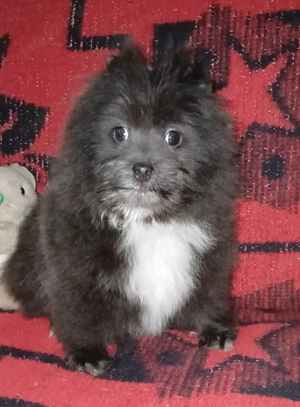 Asigur transport !!! Vand sau schimb Pui Pomeranian culoare Lavanda mascul deosebit !!! - imagine 3