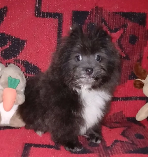 Asigur transport !!! Vand sau schimb Pui Pomeranian culoare Lavanda mascul deosebit !!! - imagine 2