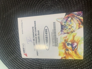 Maltipoo disponibil jucăuș 