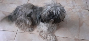 Catelusa shitzu  1 an