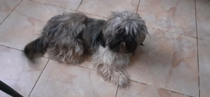 Catelusa shitzu  1 an - imagine 2