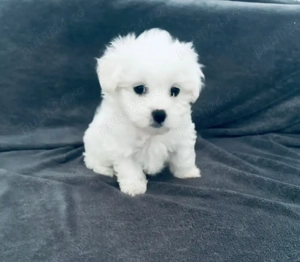 Vand bishon talie mica baietel