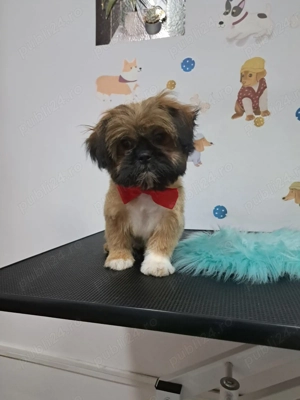 Catelusa shitzu  1 an - imagine 4