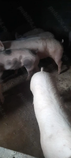 Porci de vinzare 75 90 kg