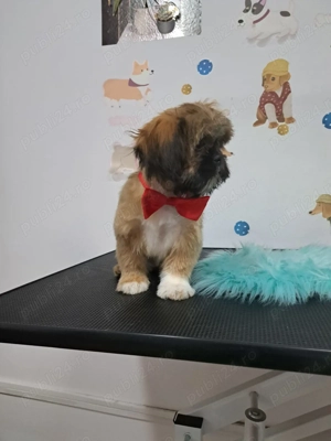 Catelusa shitzu  1 an - imagine 3