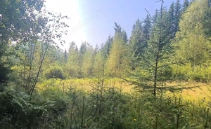 Vatra Dornei - Saru Dornei, Teren S = 6450 mp; La 13 km de Vatra Dornei si la 6 km de Calimani - imagine 7