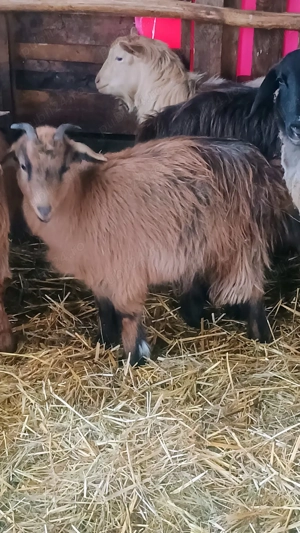 Vand un berbec o mia si 3 capre  - imagine 2