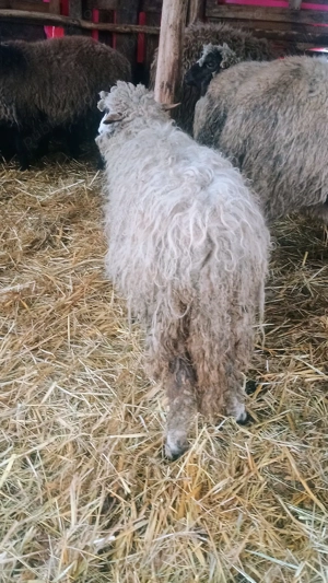 Vand un berbec o mia si 3 capre  - imagine 3