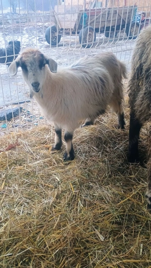 Vand un berbec o mia si 3 capre  - imagine 4