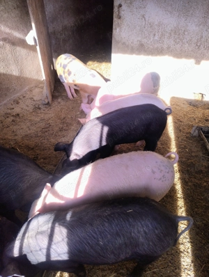 Vând purcei din rasa Marele alb și Duroc  - imagine 2