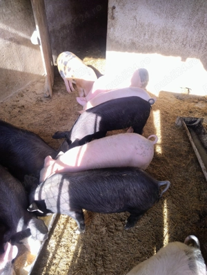 Vând purcei din rasa Marele alb și Duroc  - imagine 4