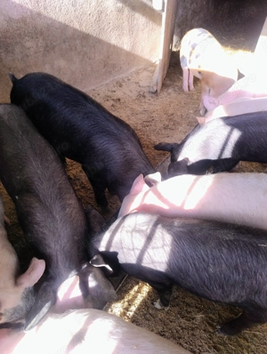 Vând purcei din rasa Marele alb și Duroc  - imagine 3