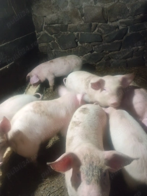 Manele alb  Landrace