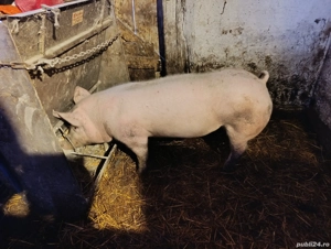 Vand vier marele alb cu piertran 70 80 kg