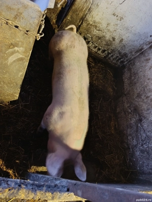 Vand vier marele alb cu piertran 70 80 kg - imagine 2