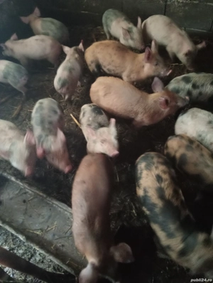 Purcei de 8 săptămâni  - imagine 2