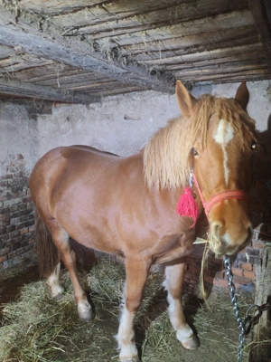 De vînzare mînză de 1 an și 4 luni - imagine 2