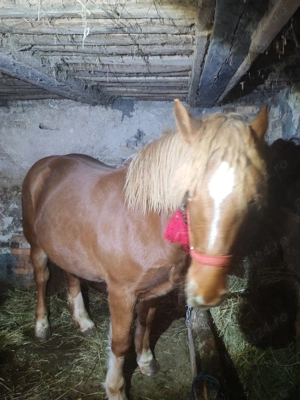 De vînzare mînză de 1 an și 4 luni