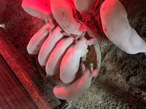 Vând purcei de 8 săptămâni  - imagine 5